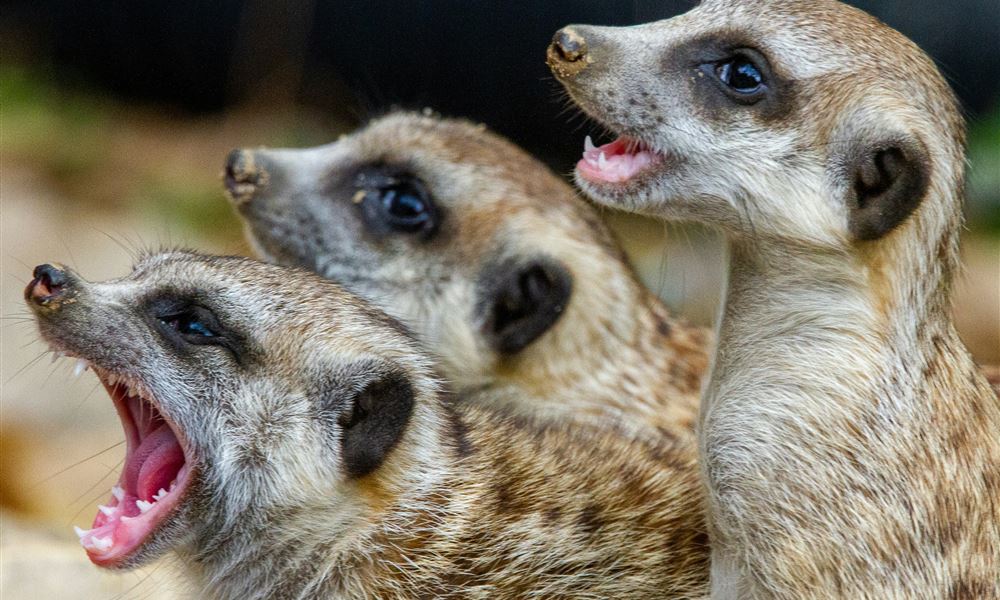 Foto von Joshua J Cotten; Unsplash